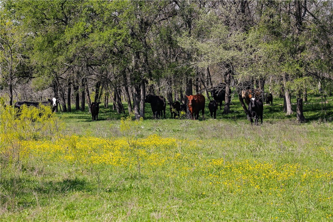 TBD Cr 152, Riesel, Texas image 8