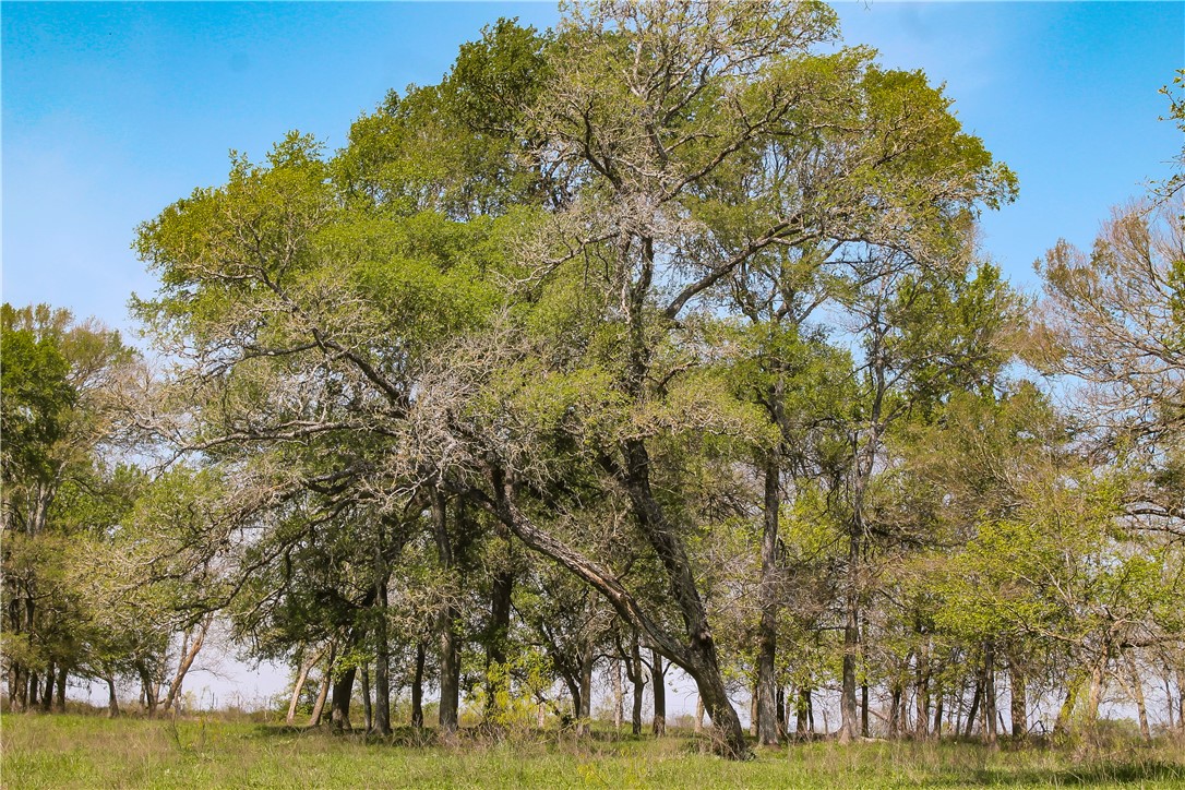 TBD Cr 152, Riesel, Texas image 9