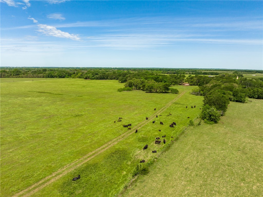 TBD Cr 245 Road, Kosse, Texas image 14