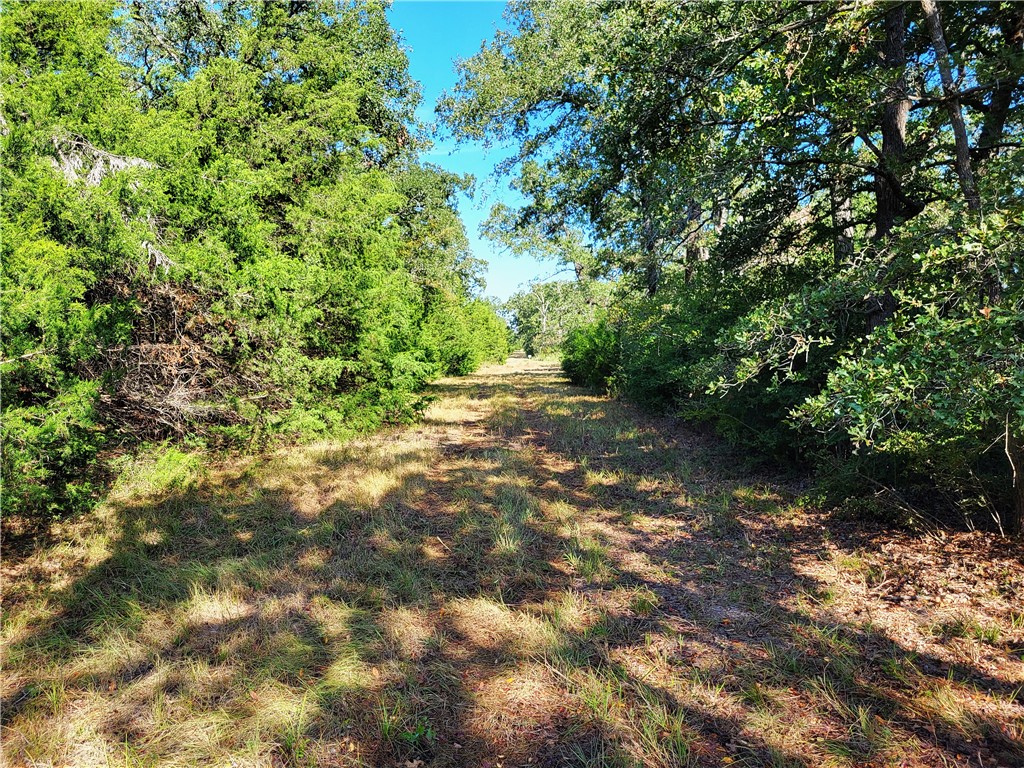 151 Acres Lcr 758, Thornton, Texas image 5