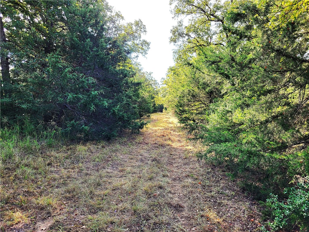 151 Acres Lcr 758, Thornton, Texas image 10