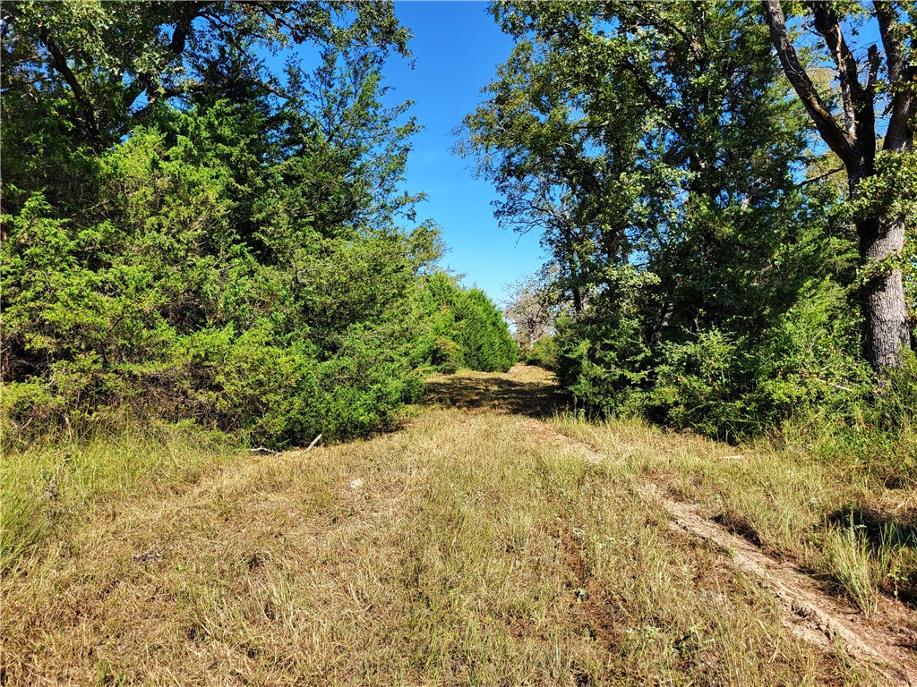 151 Acres Lcr 758, Thornton, Texas image 8