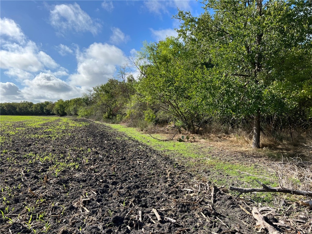 TBD Cr 117 Road, Rogers, Texas image 10