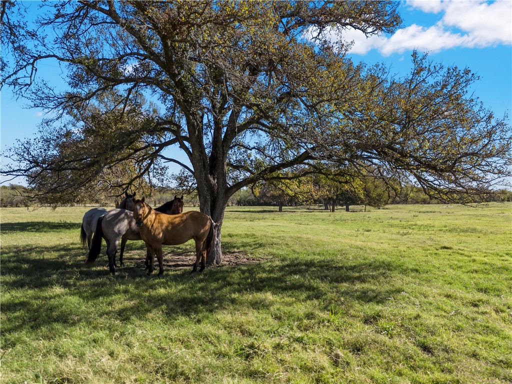 TBD Roadrunner Trail, Riesel, Texas image 8