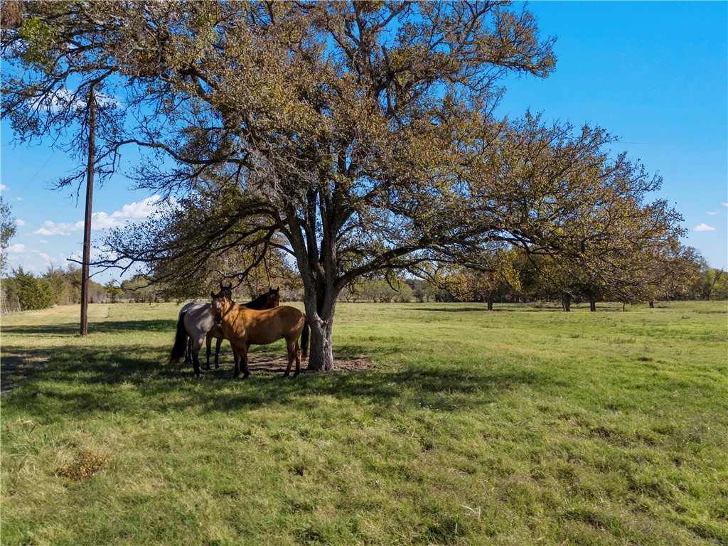 TBD Roadrunner Trail, Riesel, Texas image 16