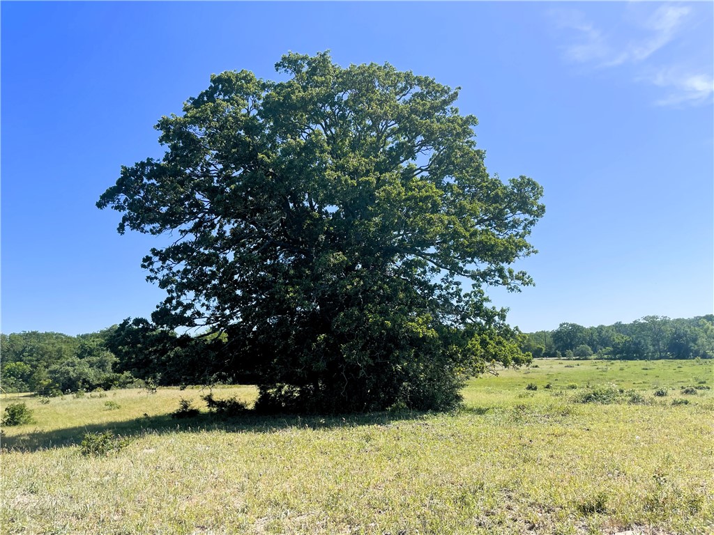 TBD Fm 39 Road, Groesbeck, Texas image 11