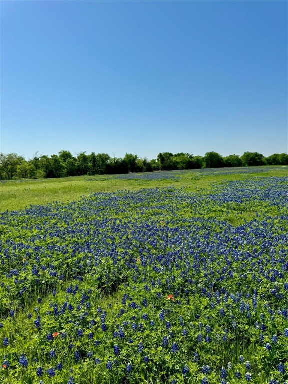 5 Acres Fm 308 Road, Penelope, Texas image 8