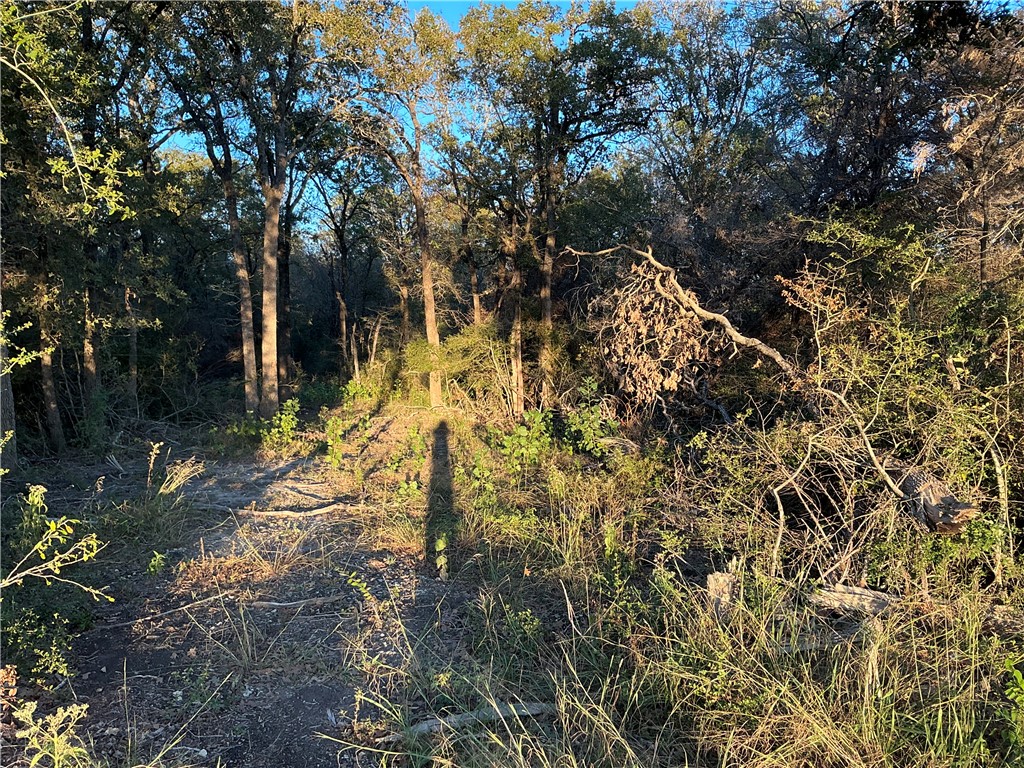 TBD Fm 2749, Thornton, Texas image 7