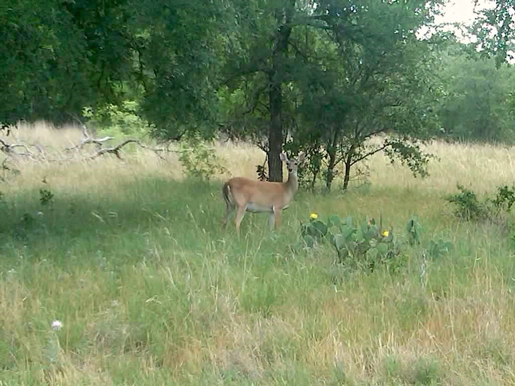 25+ Ac. Cr 102 Road, Axtell, Texas image 31