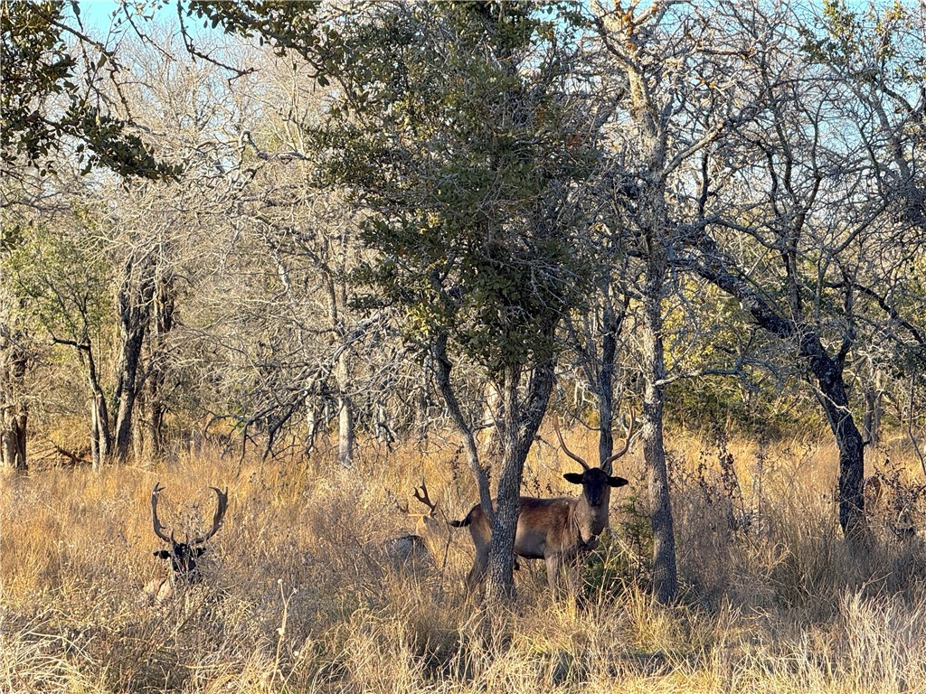 1782 Fm 218 Road, Hamilton, Texas image 1