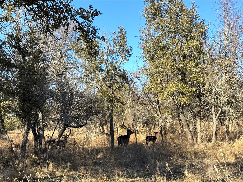 1782 Fm 218 Road, Hamilton, Texas image 33