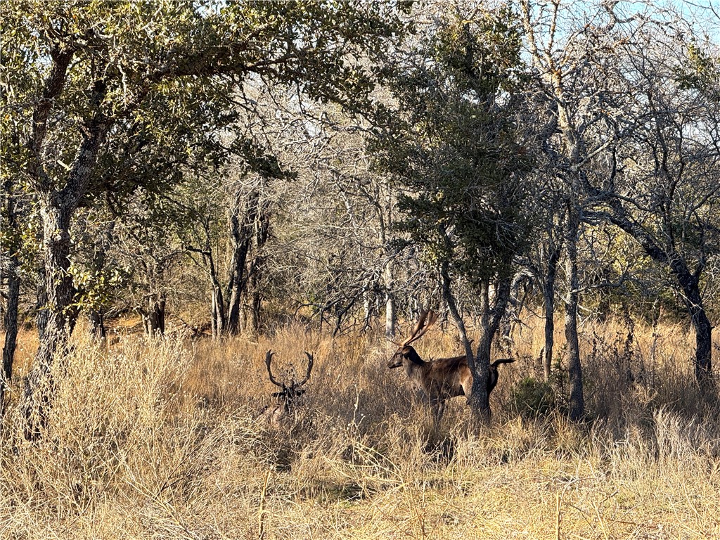 1782 Fm 218 Road, Hamilton, Texas image 32