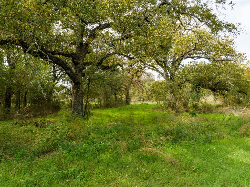 1187 Ross Road, Elm Mott, Texas image 32