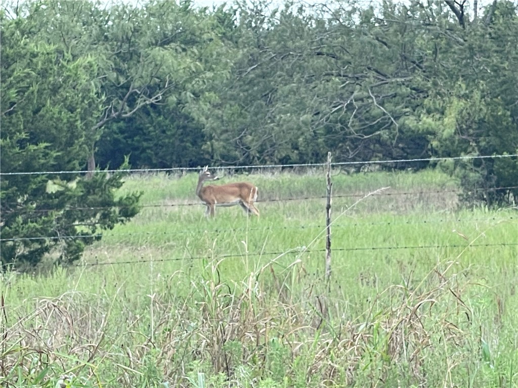 TBD Deer Flat Drive, Copperas Cove, Texas image 14