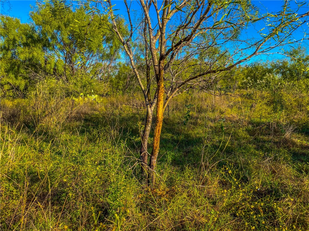 UNK Cr 272 Road, Rochelle, Texas image 15