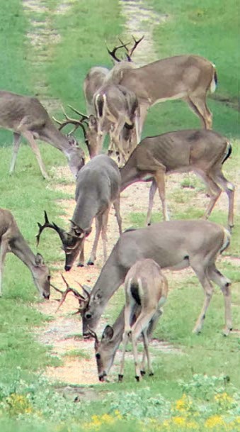 TBD Pr 5793b Road, Groesbeck, Texas image 39