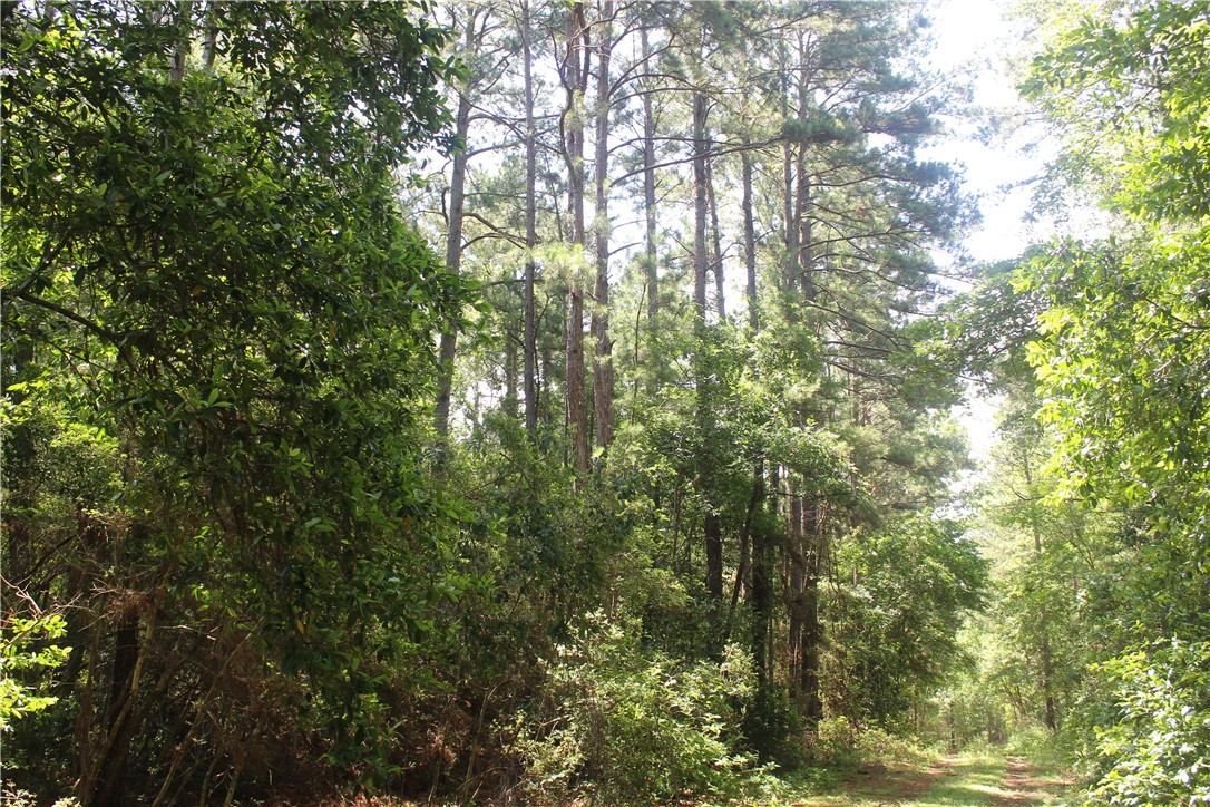 Rolling Hills Road, Navasota, Texas image 1