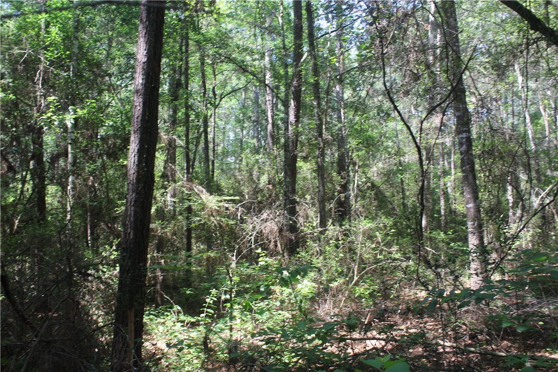 Rolling Hills Road, Navasota, Texas image 5