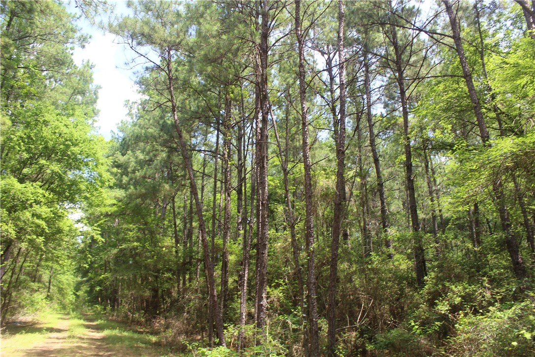 Rolling Hills Road, Navasota, Texas image 18