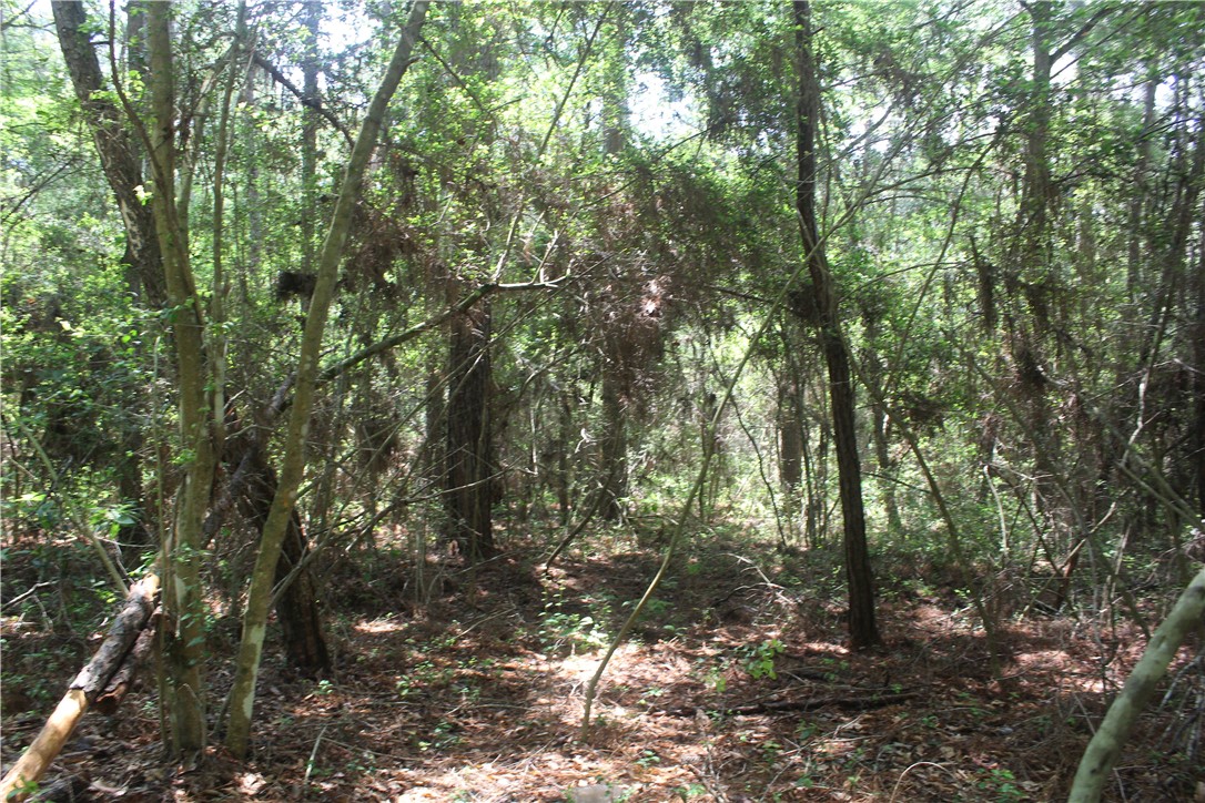 Rolling Hills Road, Navasota, Texas image 3