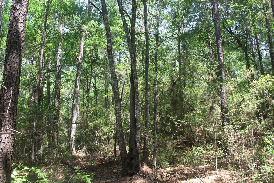 Rolling Hills Road, Navasota, Texas image 8