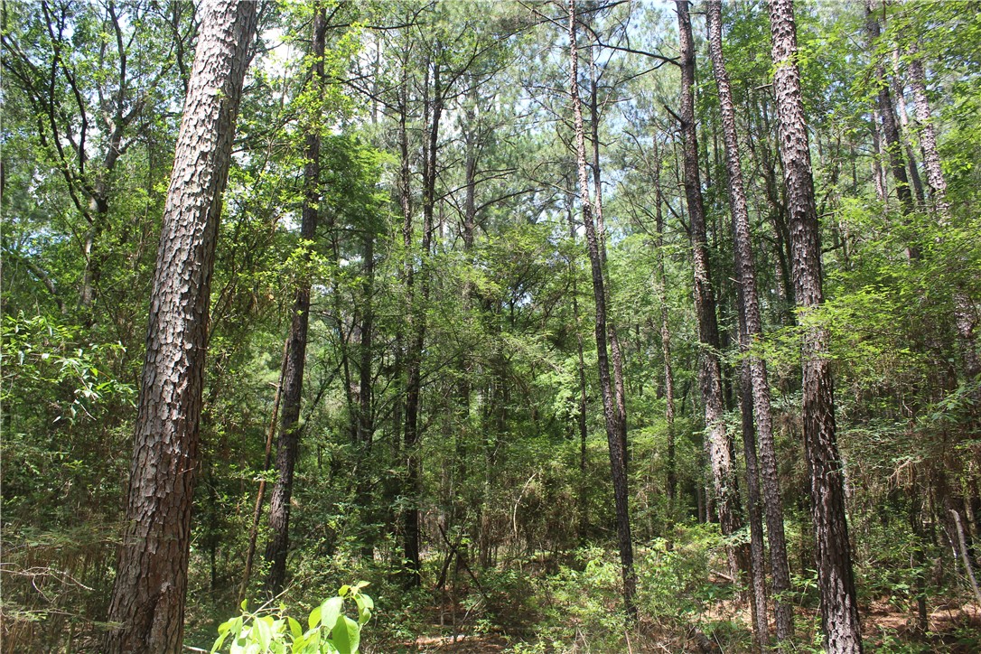 Rolling Hills Road, Navasota, Texas image 17