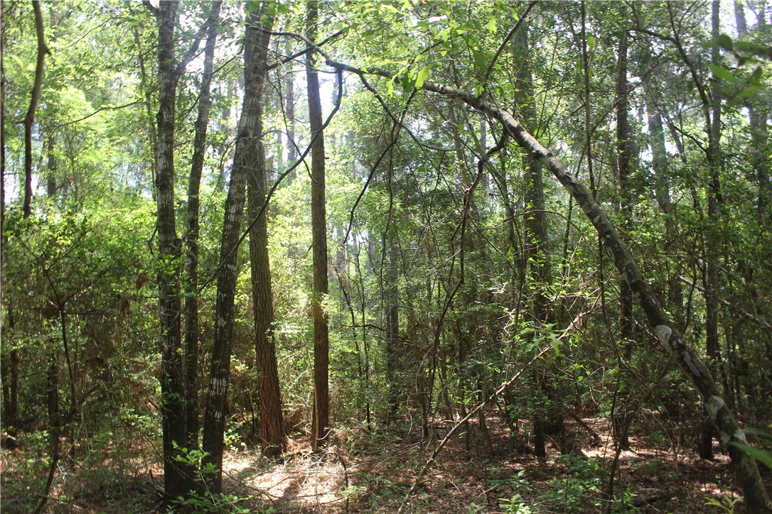 Rolling Hills Road, Navasota, Texas image 9