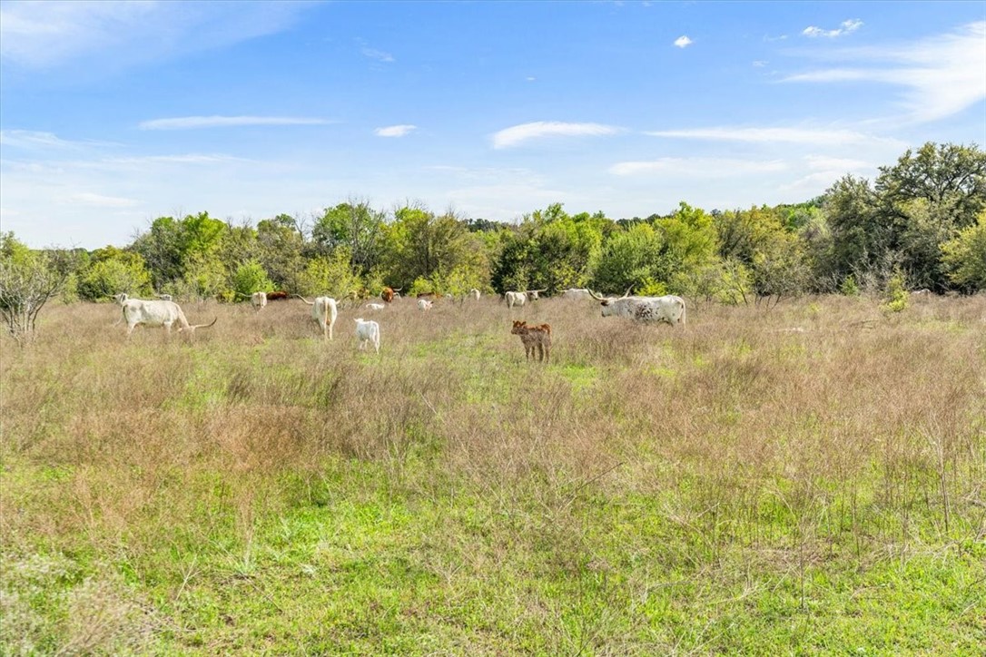 TBD 252.78 Acres Dan Morgan Road, China Spring, Texas image 33