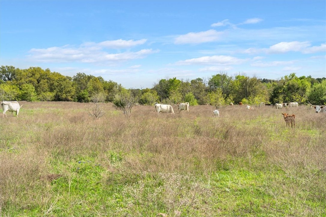 TBD 252.78 Acres Dan Morgan Road, China Spring, Texas image 12