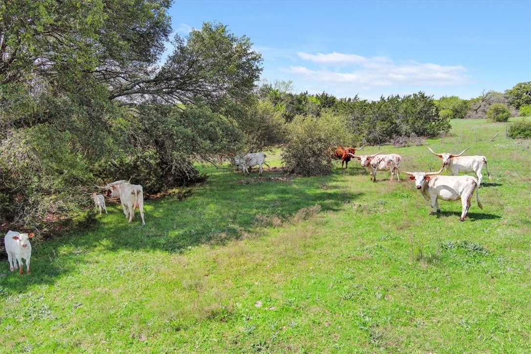 TBD 252.78 Acres Dan Morgan Road, China Spring, Texas image 13