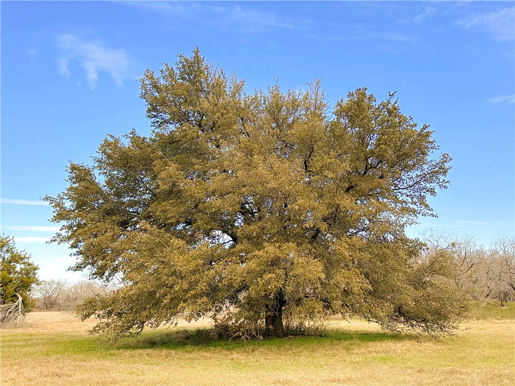 236 Hcr 2215, Aquilla, Texas image 12