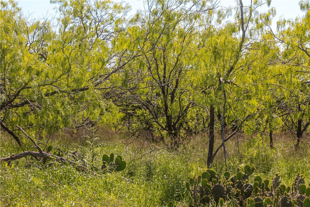 TBD Fm 2269, Cameron, Texas image 3