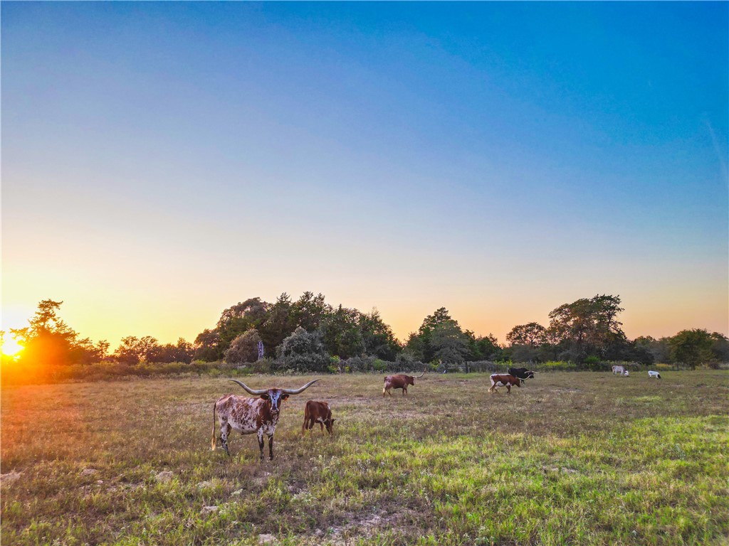 820 Fcr 381, Oakwood, Texas image 31