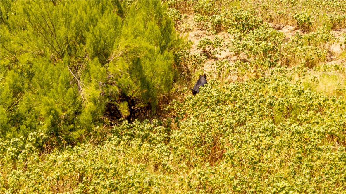 TBD Cr 379, Rising Star, Texas image 17