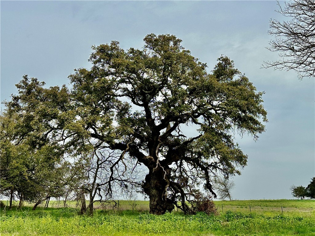 Sunset Ranch Tract 4 Cr 356 Road, Gatesville, Texas image 16