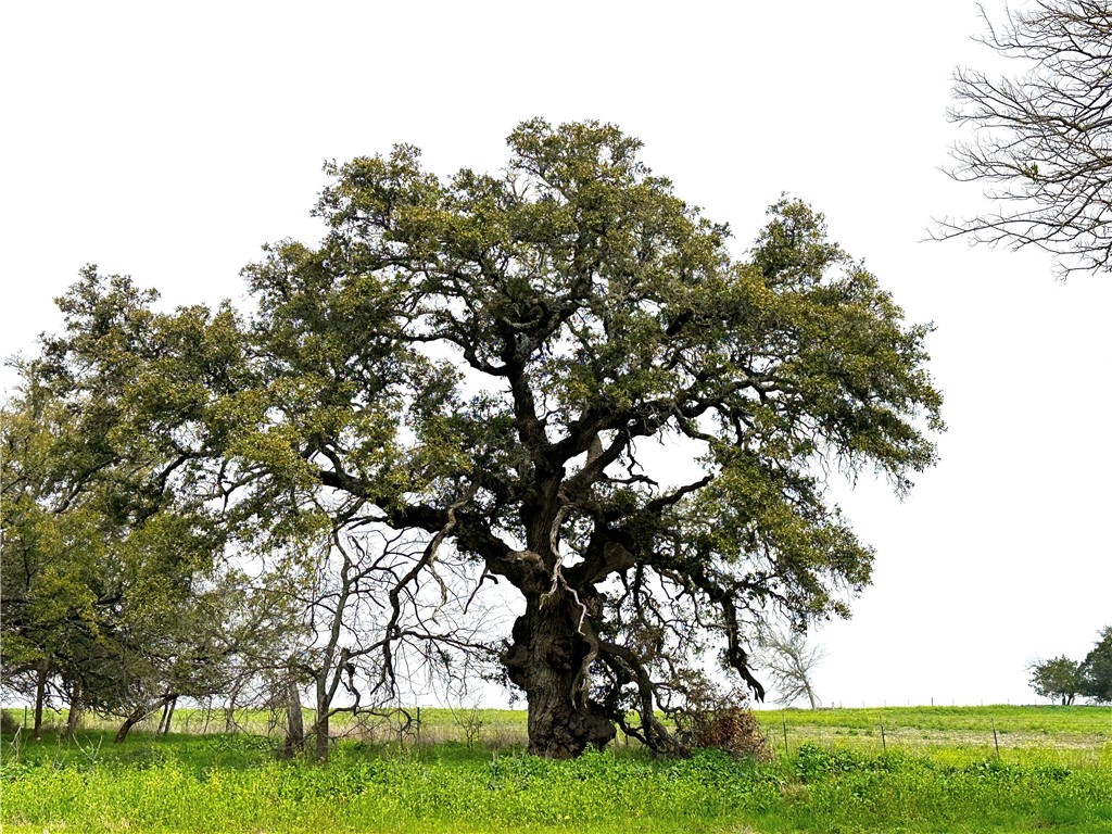 Sunset Ranch Tract 4 Cr 356 Road, Gatesville, Texas image 15