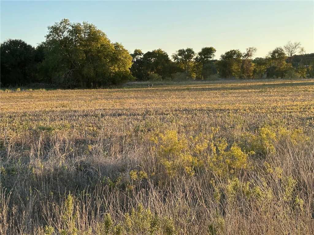 TBD Fm 931, Gatesville, Texas image 4