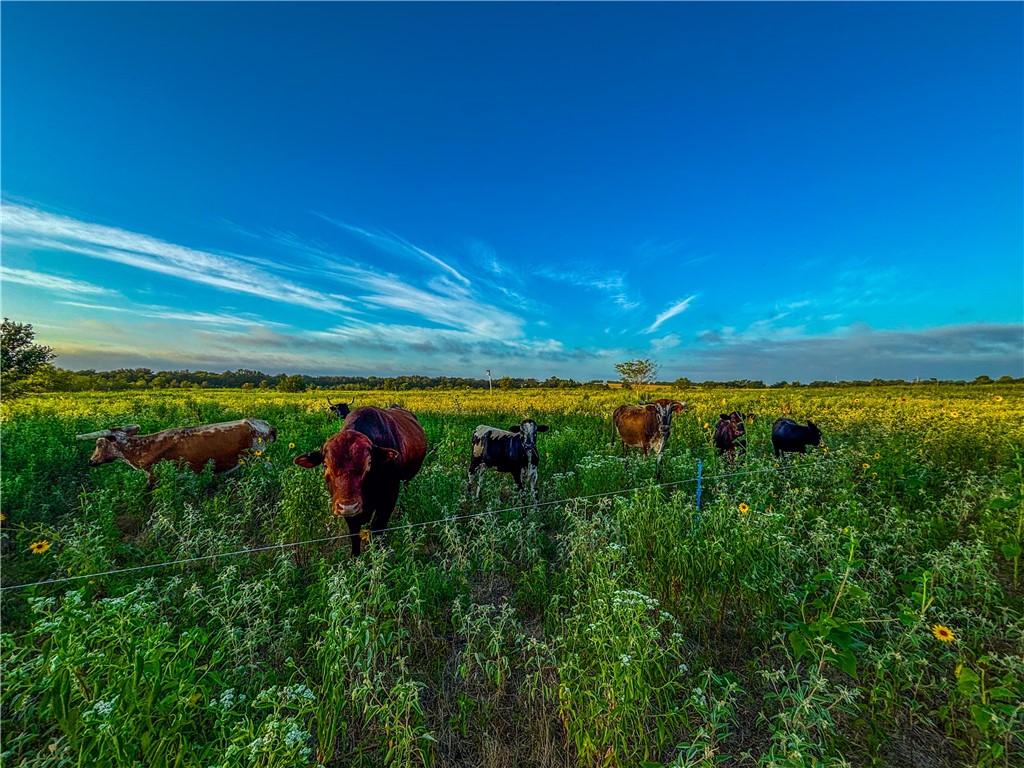 UNK Lcr 660 Road, Kosse, Texas image 13