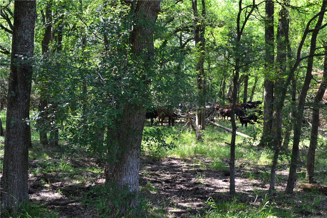 TRACT 1 TBD Cr 2244, Quinlan, Texas image 12