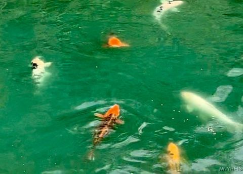 Tiny photo for 9069 W Hill Road, Allen, NY 14735 (MLS # B1648509)