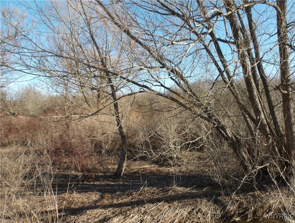 Shirley Road