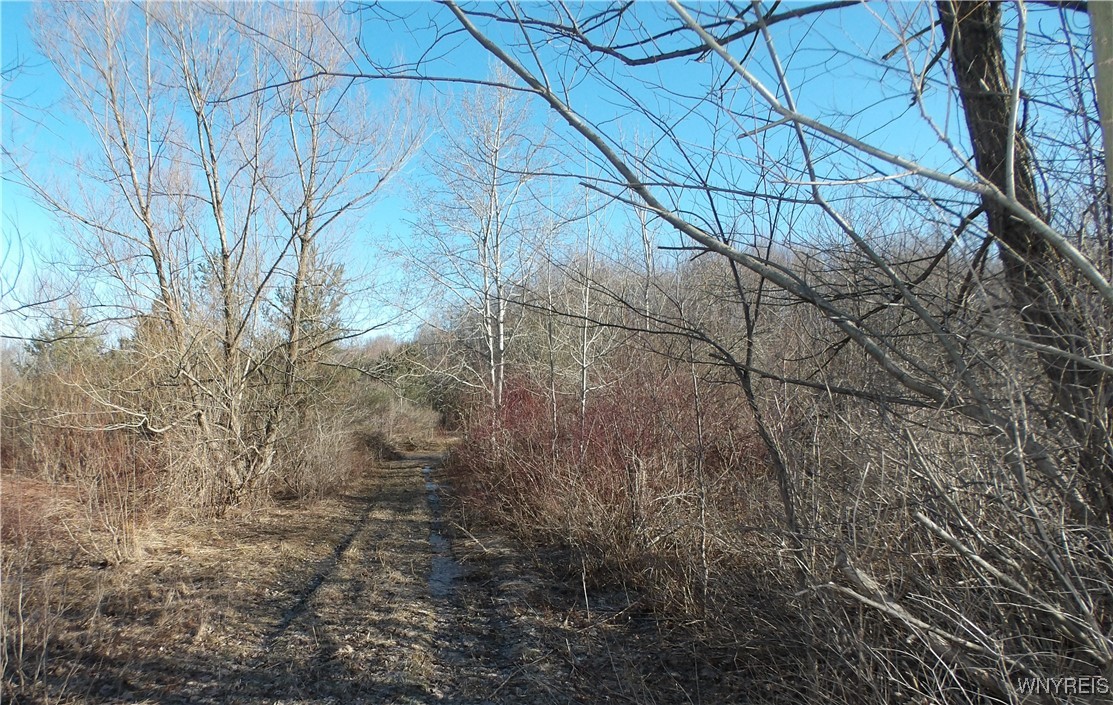Shirley Road, North Collins, New York image 1