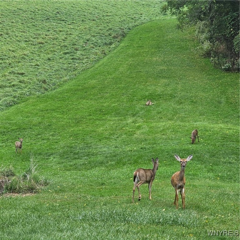 Lockport-City, New York 14094, United States, 4 Bedrooms Bedrooms, ,1 BathroomBathrooms,Residential,Pending,40586