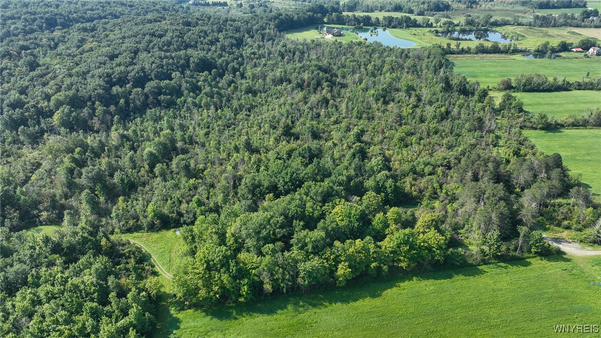 Vl E Blood Road, Marilla, New York image 7