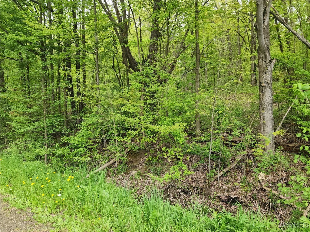 Utley Road, East Otto, New York image 5