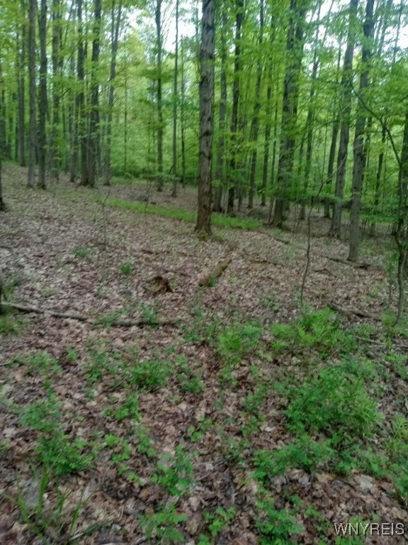 Utley Road, East Otto, New York image 17