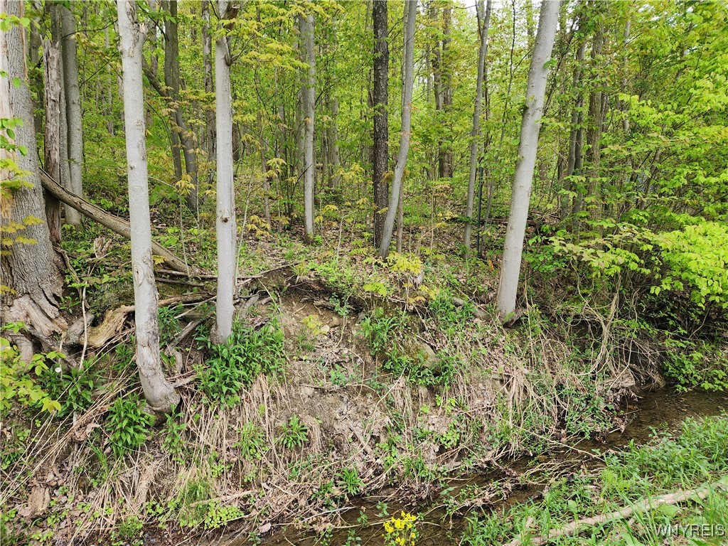 Utley Road, East Otto, New York image 12