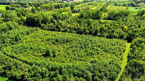 Tiny photo for 00 Barnum Rd Lot #1, Newstead, NY 14001 (MLS # B1705383)