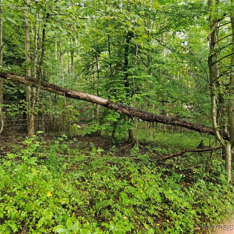 VL Rabbit Road, East Otto, New York image 7