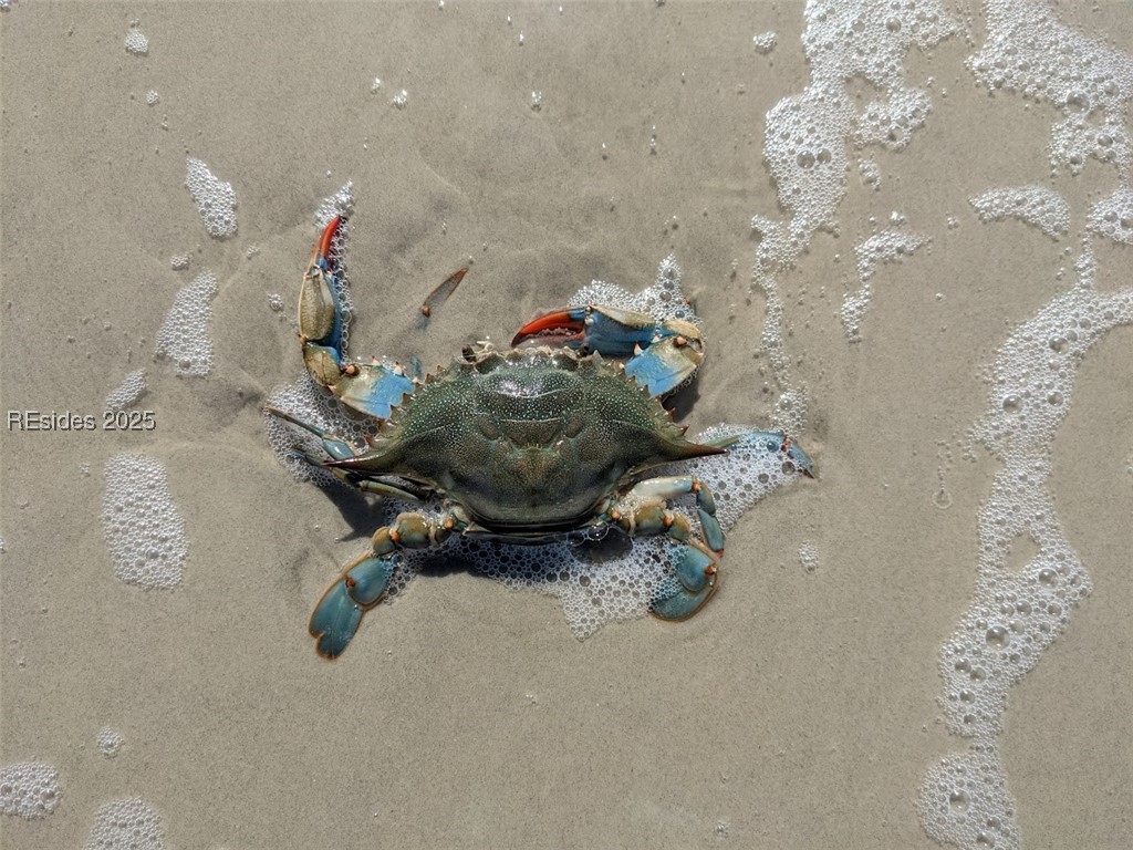 30 Volunteers Ridge, Daufuskie Island, South Carolina image 17